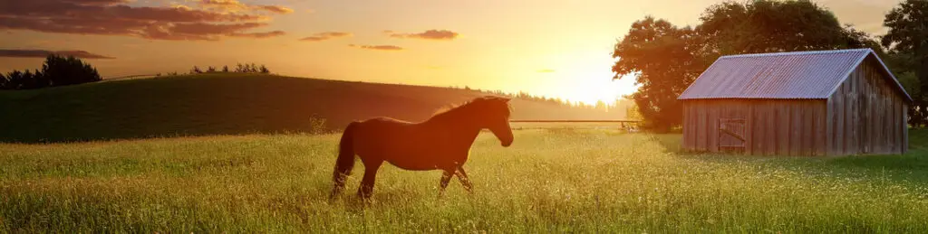 Pferd und Stall auf einer Wiese
