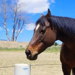 Frisches Wasser für gesunde Pferde – Die Basis jeder artgerechten Haltung